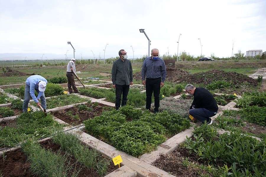 mus-lalesi-cicek-organlarindan-organogenesis-yoluyla-ilk-lale-soganlari-basariyla-elde-edildi-658