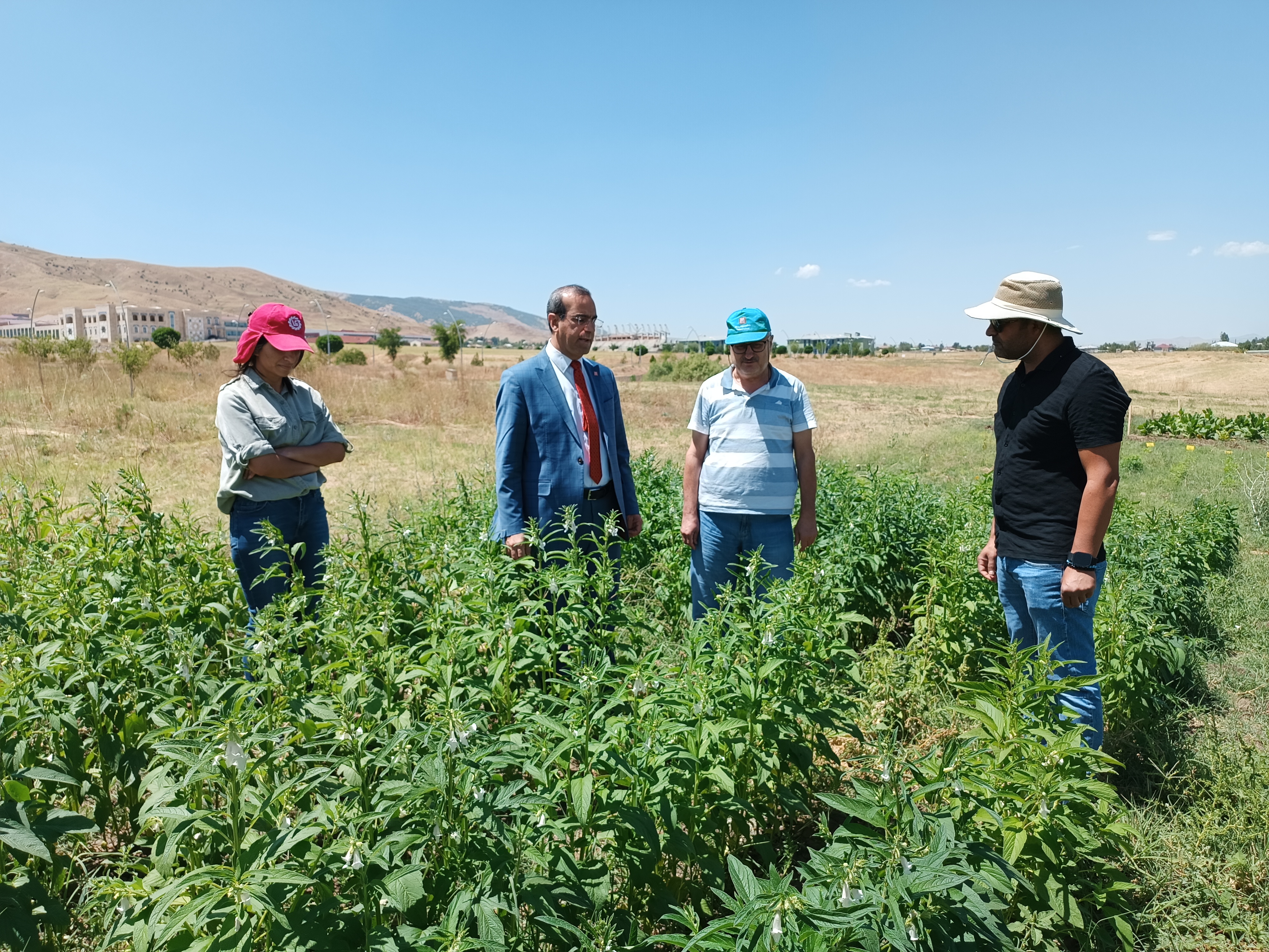 universitemiz-kulliyesi-arastirma-ve-deneme-alanlarinda-musta-ilk-defa-bilimsel-olarak-aspir-ve-susam-denemeleri-kuruldu-2909