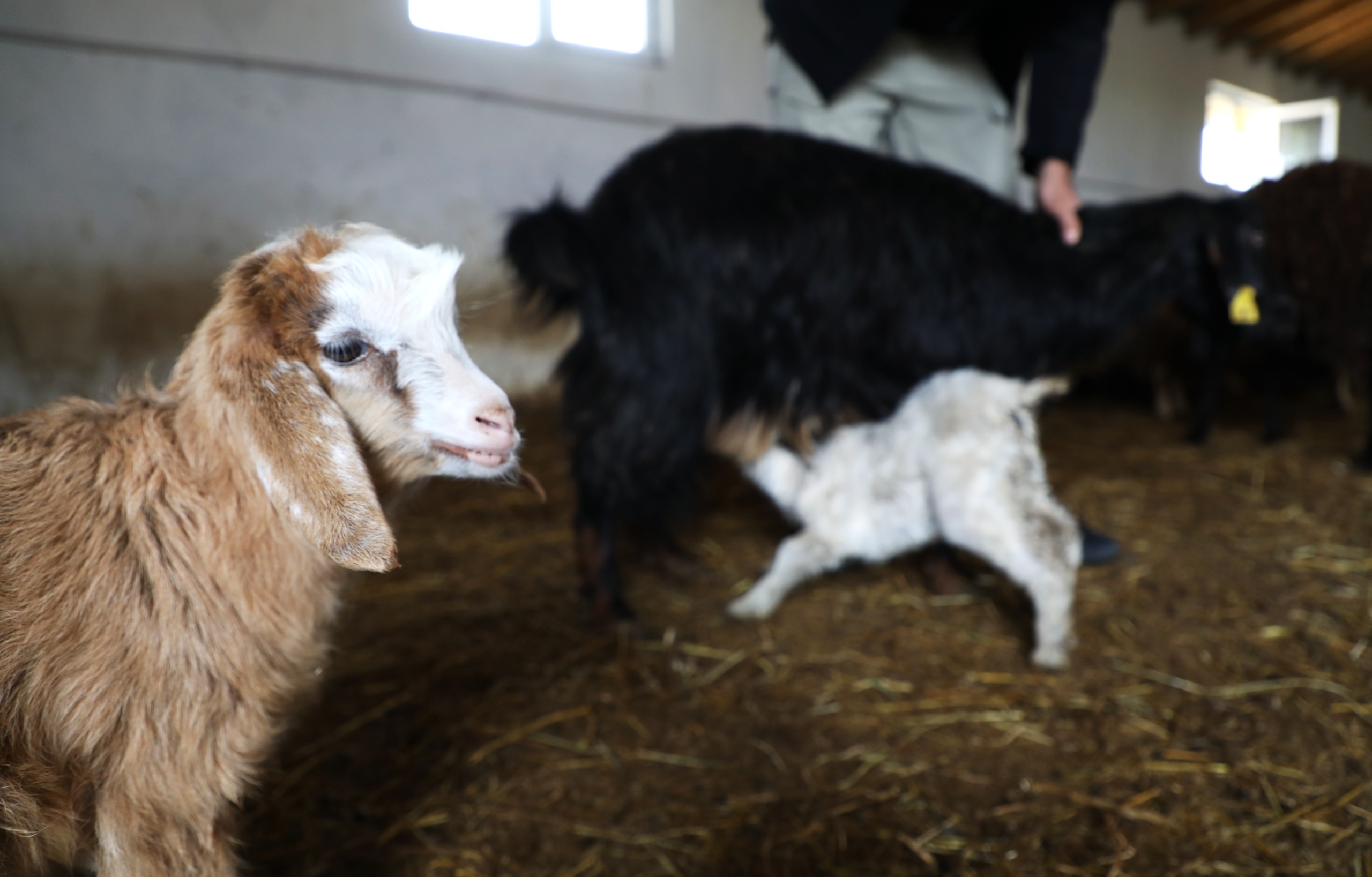 universitemizde-sutcu-koyun-gelistirme-projesi-basariyla-devam-ediyor-ilk-kuzularimiz-dogdu-6981