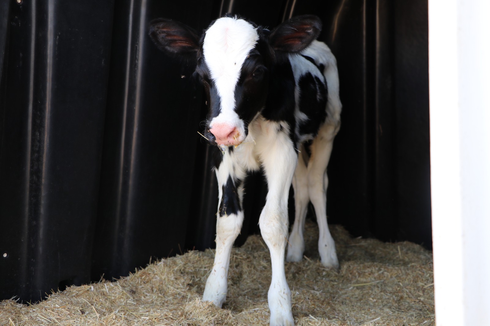 universite-yerleskesinde-siyah-alaca-dogumu-ogrenciler-uygulamali-egitim-aldi-7854